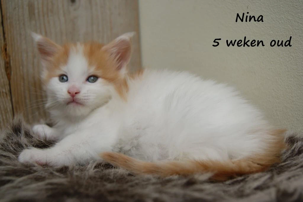 Nina